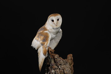 Barn owl - studio captured portrait