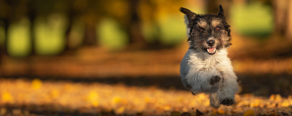 Purebred Jack Russell Terrier. Little cute dog is running in the woods on a path in the autumn...