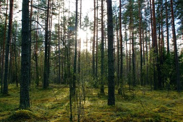 Beautiful sunny forest