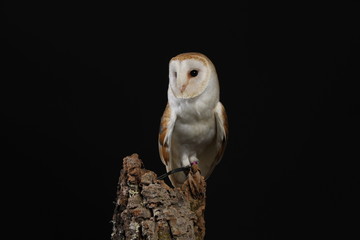 Barn owl - studio captured portrait