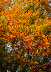 Herbstlaub in den Baumkronen