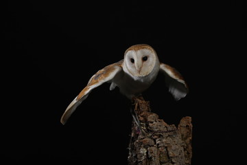 Barn owl - studio captured portrait