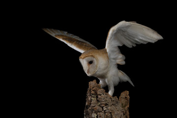 Barn owl - studio captured portrait