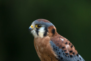Hawk