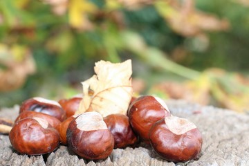 chestnuts on wooden background