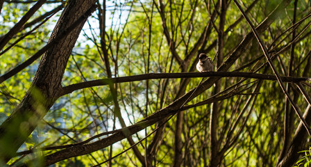 bird on branch