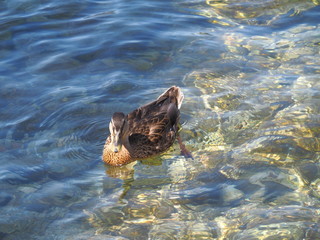 Duck