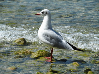 Sea gull