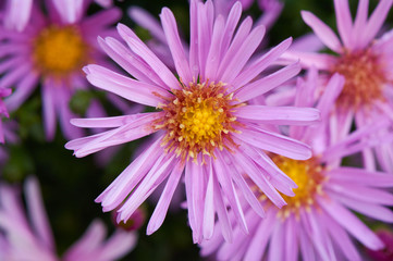 Obraz premium Pink flower close-up