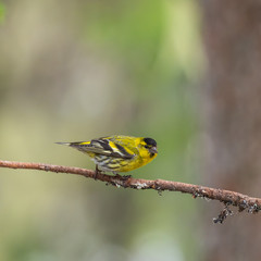 Siskin ( carduelis spinus ) perched on a pine tree branch
