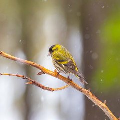 Siskin ( carduelis spinus ) perched on a pine tree branch