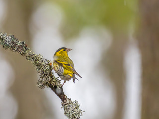 Siskin ( carduelis spinus ) perched on a pine tree branch