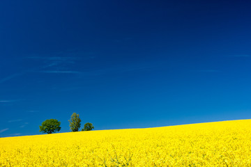 Rapsfeld im Sommer