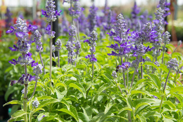 Obraz premium Flores de lavanda
