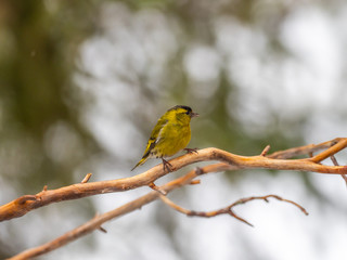 Siskin ( carduelis spinus ) perched on a pine tree branch