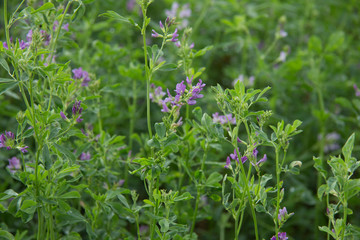 Alfalfa en flor