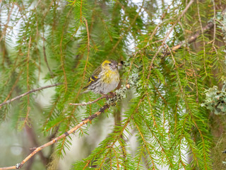 Siskin ( carduelis spinus ) perched on a pine tree branch