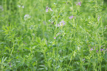 Alfalfa en flor