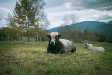 Taureau dans le pré