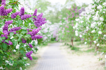 Spring garden with blooming lilac shrubs