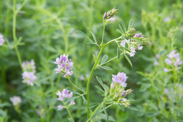 Alfalfa en flor