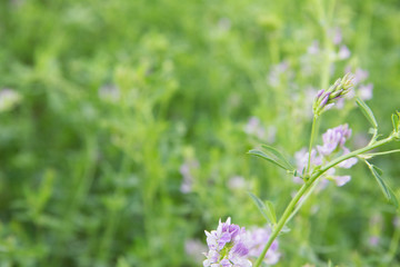 Alfalfa en flor