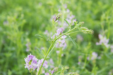 Fototapeta premium Alfalfa en flor
