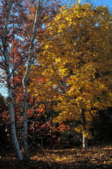 PoPoland.Indian summer. Mazury.Gold foliage