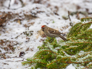 Redpoll ( Carduelis flammea )
