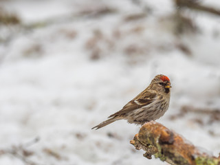 Redpoll ( Carduelis flammea )