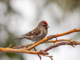 Redpoll ( Carduelis flammea )