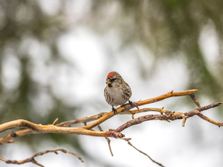 Redpoll ( Carduelis flammea )