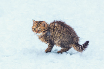 Cute longhair kitten walking in the snow