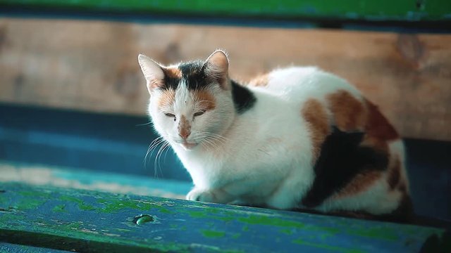 an old stray tricolor cat sits on a bench. the problem of stray animals. pet cat lifestyle