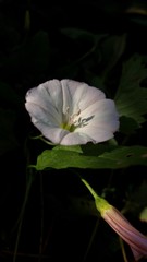 White flower. Bindweed.