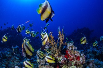 Fische