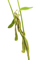 Fototapeta premium Green soybean pods.