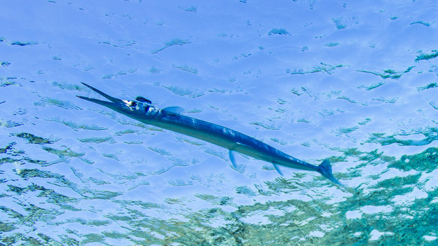 Fische