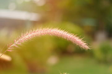 Obraz premium African Fountain Grass or Purple Grass