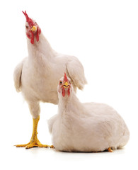 Deux poulets blancs.