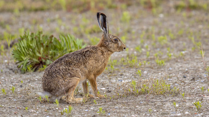 European Hare in open field