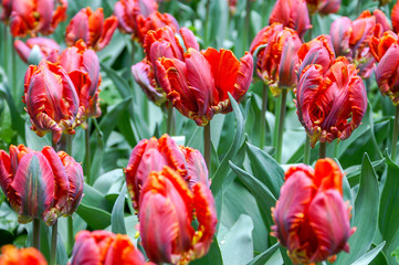 Bright red tulips on a spring meadow - 231750675