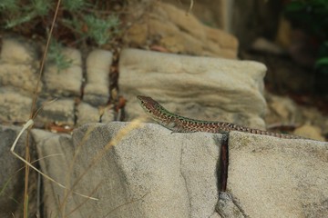 A beautiful lizard with green colored back sitting on the rocks. On the coast of Rab island, Croatia.