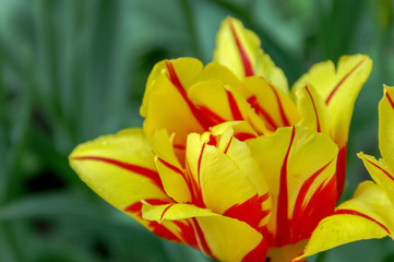 Alone red and yellow tulip on a grass background - 231750826