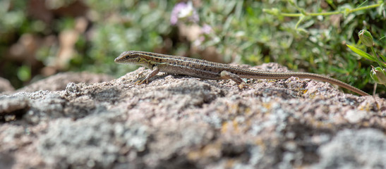 lizard on rock