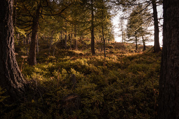 Sun shining through atumn forest