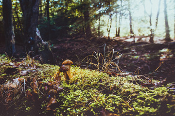 Small macro photographed mushroom highlighted in a dark autumn forest