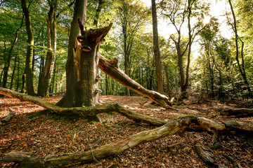 Big old broken tree trunk in the autumn forest