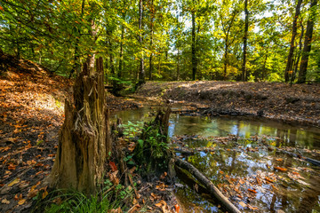 Natural creek in in the Netherlands at autumn with falling leaves and dead tree trunks