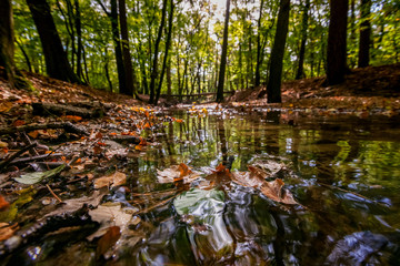 Natural creek in in the Netherlands at autumn with falling leaves and dead tree trunks